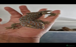 Gecko reptiles for sale: Female Tokay Gecko - Image 3