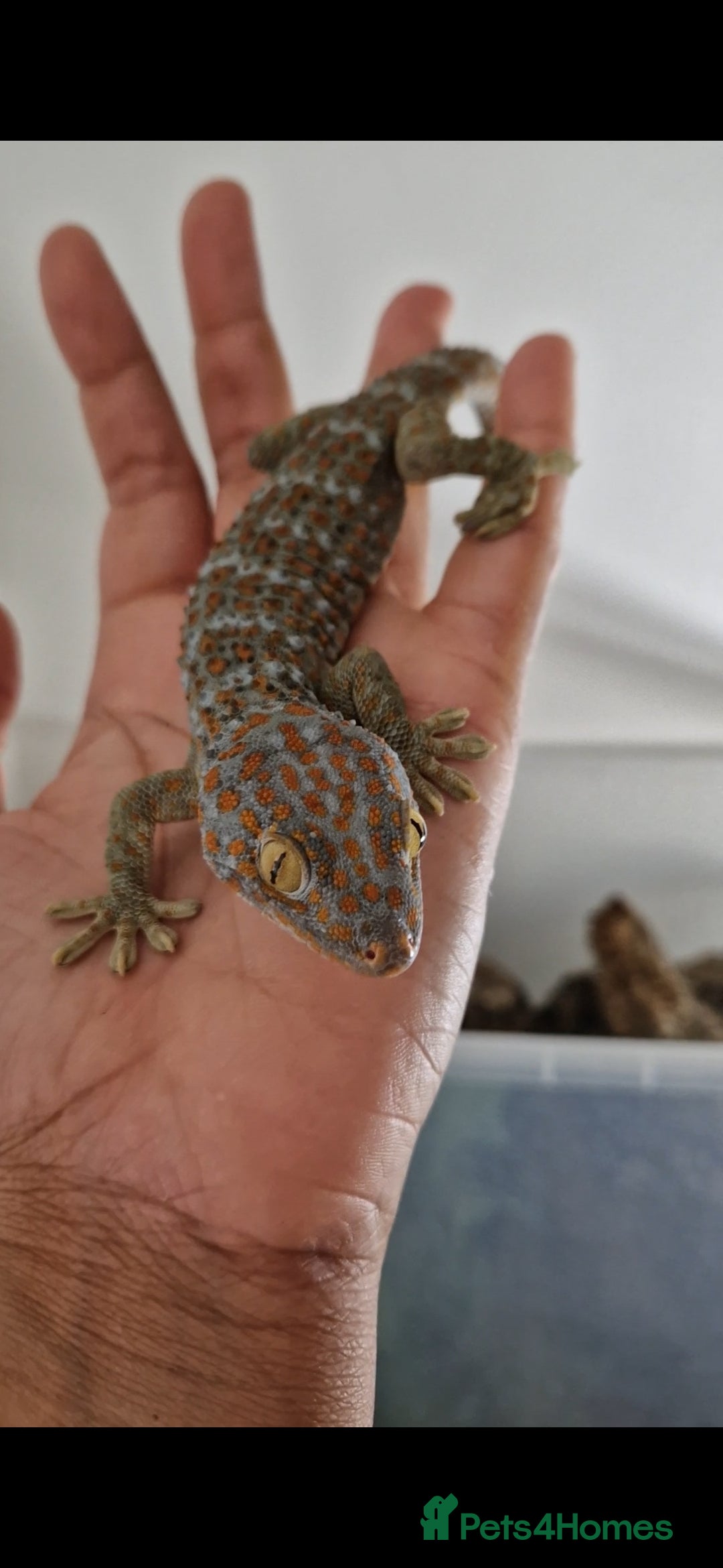 Gecko reptiles for sale: Female Tokay Gecko - Image 3