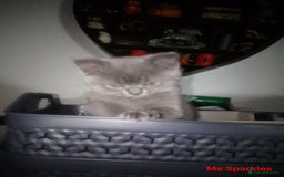 British Shorthair cats for sale: 1 blue BSH girl left for sale  in Burnley - Image 4