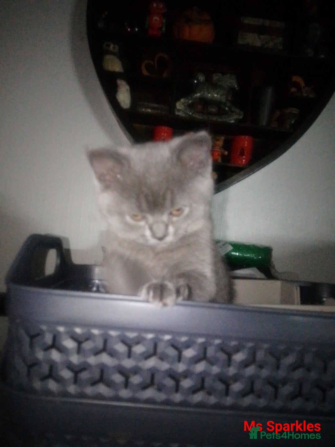 British Shorthair cats for sale: 1 blue BSH girl left for sale  in Burnley - Image 4
