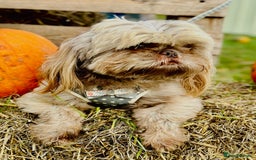 Shih Tzu dogs for sale: Beautiful Shih Tzu Puppies - Image 21