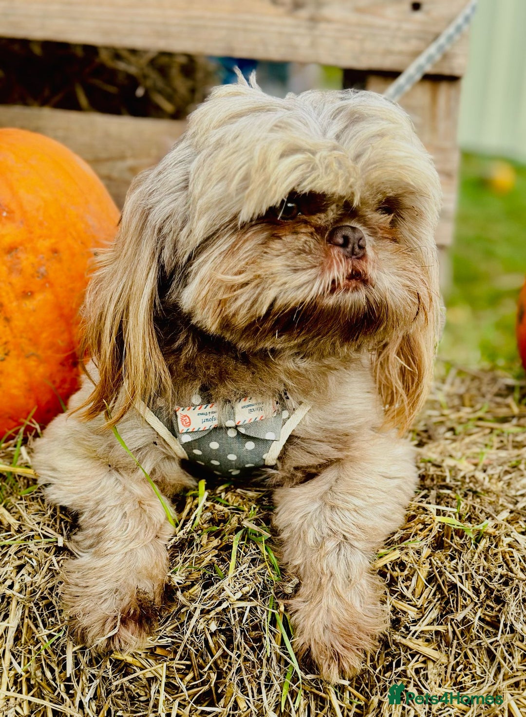 Shih Tzu dogs for sale: Beautiful Shih Tzu Puppies - Image 21