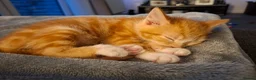 Mixed Breed cats for sale: Kitten - female ginger - Advert 9