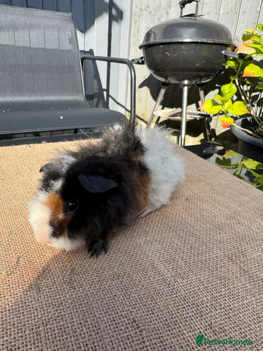 Guinea Pig rodents for sale: Stunning boars - Advert 17