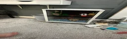 Hamster rodents for sale: Russian dwarf male hamster with omlet cage  - Advert 14