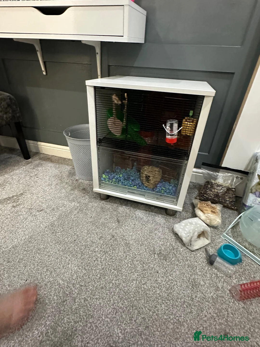 Hamster rodents for sale: Russian dwarf male hamster with omlet cage  - Advert 14