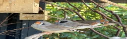 Finches birds for sale: Zebra finch, Chinese painted quail and star finch - Advert 4