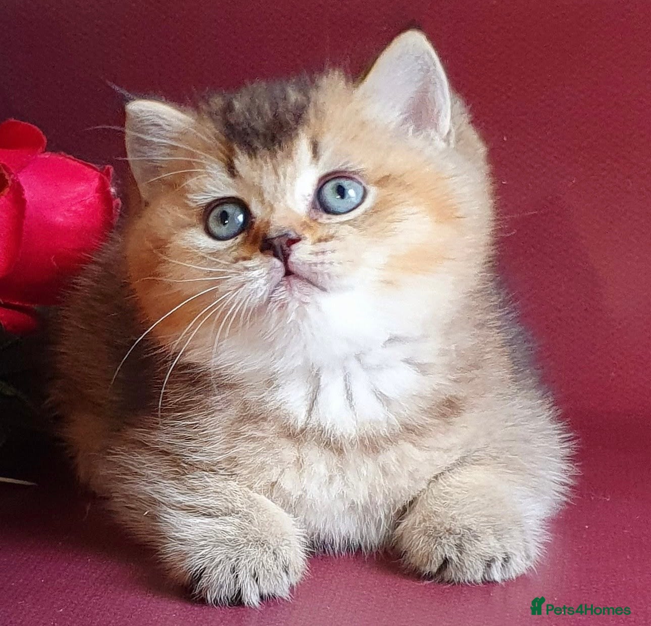 British Shorthair cats for sale: Stunning golden shaded British shorthair kitten - Advert 2