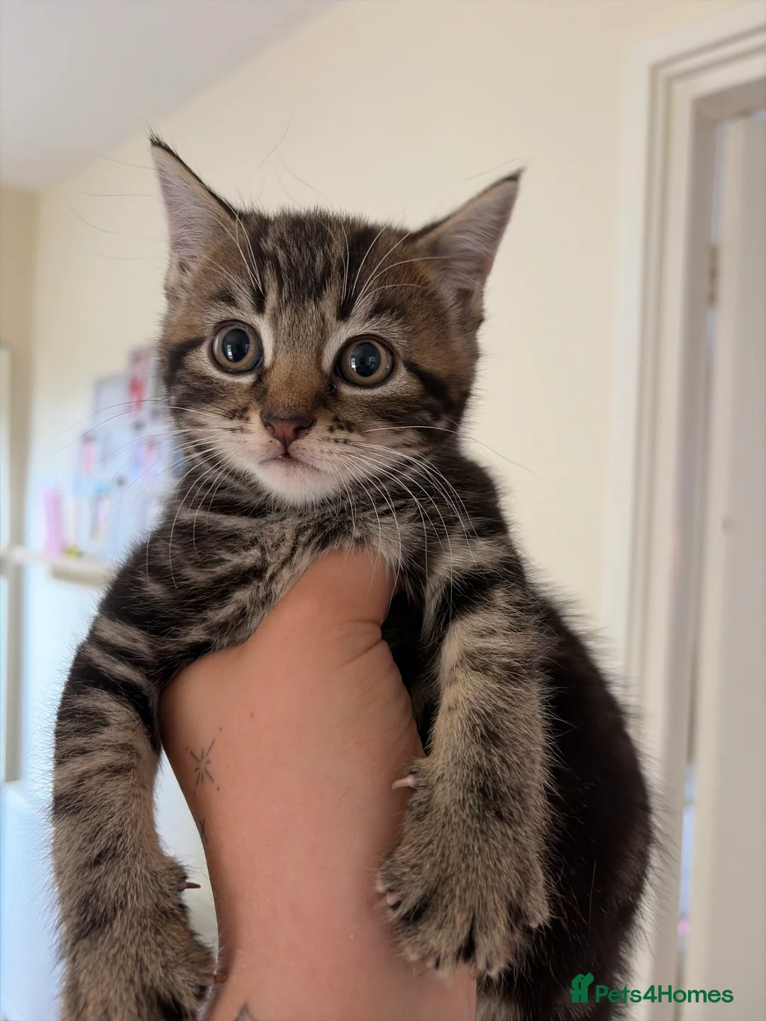 Mixed Breed cats for sale: 8 week old Mixed breed Kittens in Newtown - Advert 2