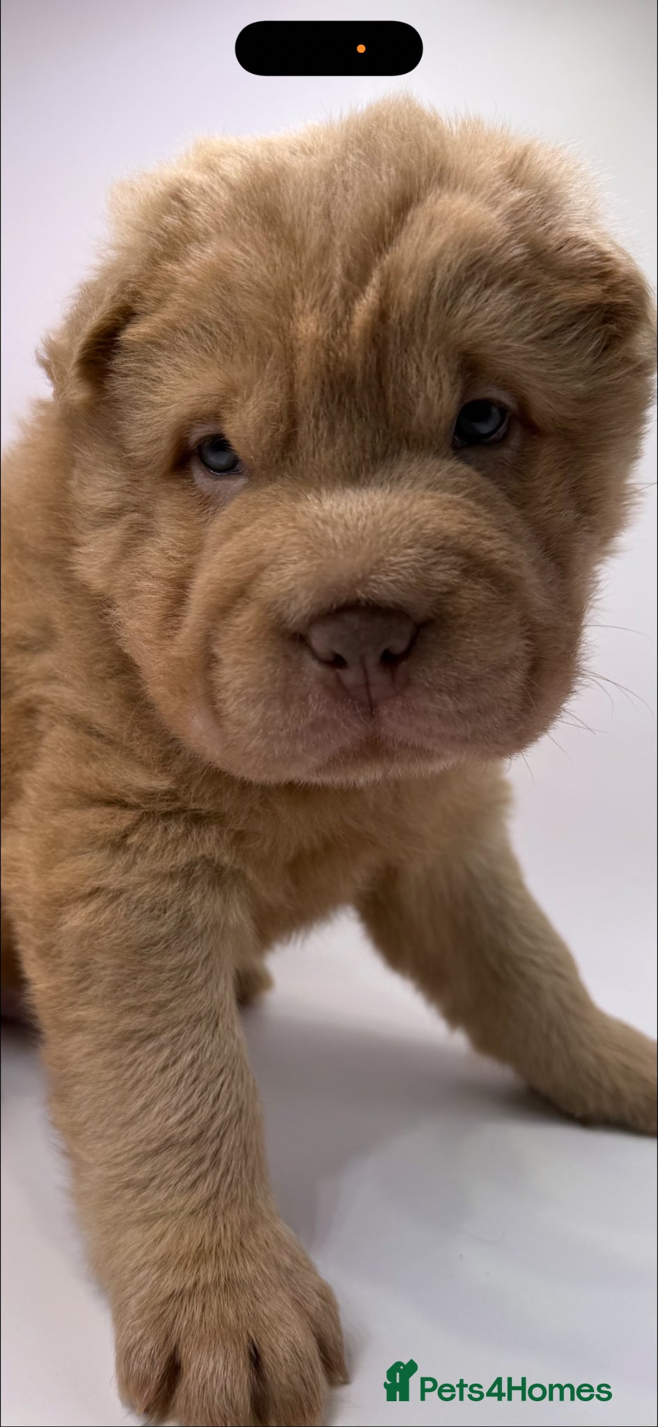Shar Pei Puppy 5
