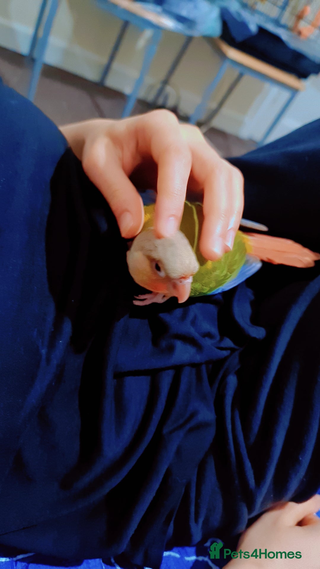 Conures birds for sale: Hand tame conure  - Image 4