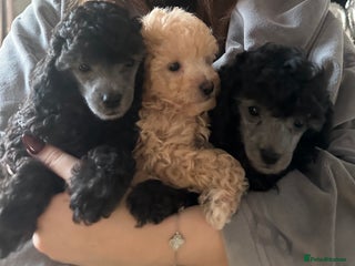 Toy Poodle dogs - Advert 1