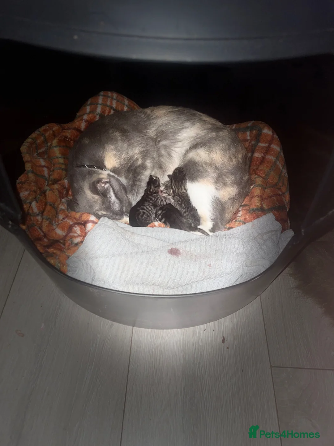 Mixed Breed cats for sale: F5 savanna x muted tortoiseshell oriental kittens - Advert 1