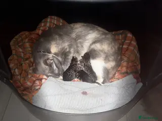 Mixed Breed cats F5 savanna x muted tortoiseshell oriental kittens - Advert 1