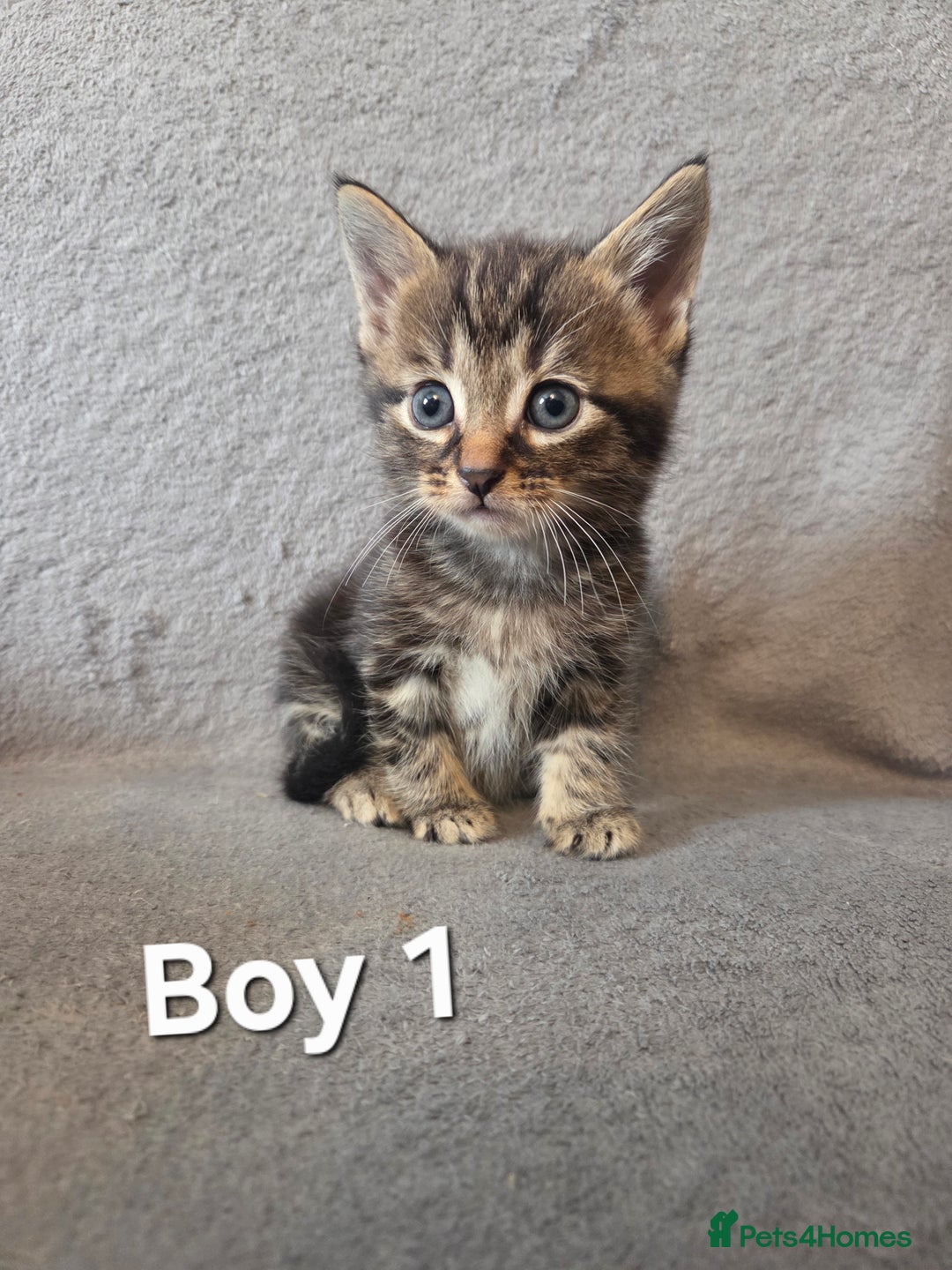 Mixed Breed cats for sale: 5 Adorable Kittens Ready for New Homes! - Image 7
