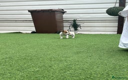 Jack Russell dogs for sale: Jack russle puppies  - Image 3
