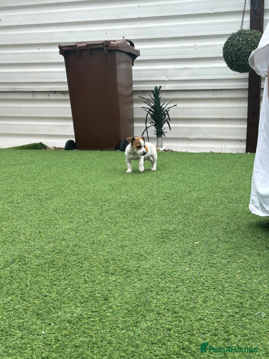 Jack Russell dogs for sale: Jack russle puppies  - Image 3
