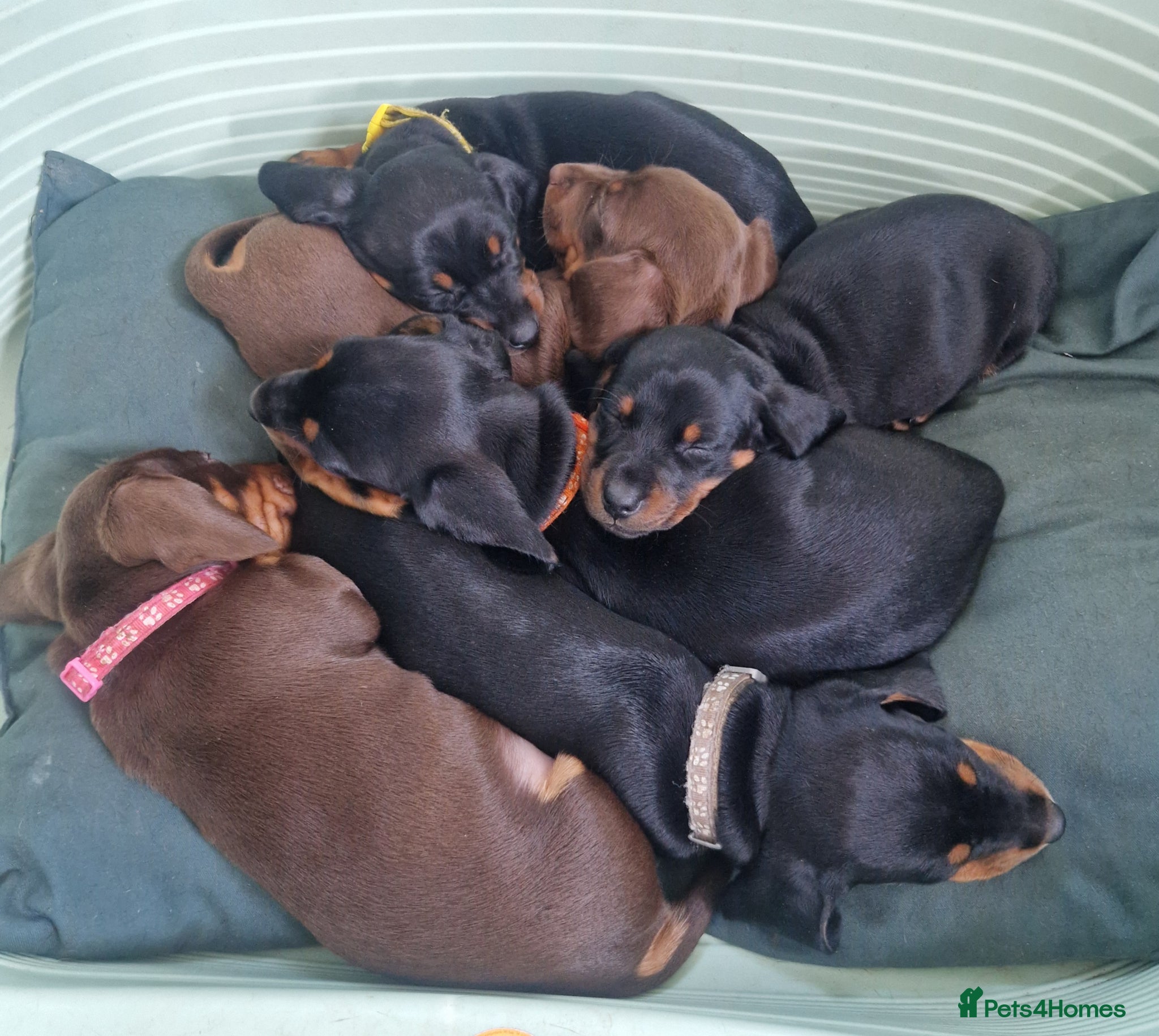 Dachshund dogs 5 Beautiful Short-Haired Dachshund Puppies - Advert 1