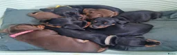 Dachshund dogs for sale: 5 Beautiful Short-Haired Dachshund Puppies in Grantham - Advert 1