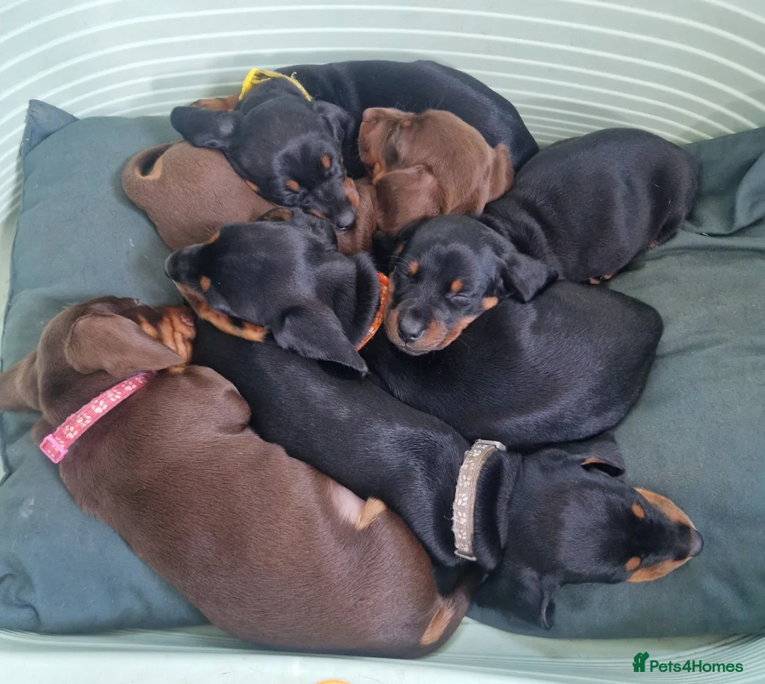 Dachshund dogs for sale: 5 Beautiful Short-Haired Dachshund Puppies in Grantham - Advert 1
