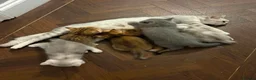 British Shorthair cats for sale: Exquisite confident silver/gold bsh kittens READY  - Advert 10
