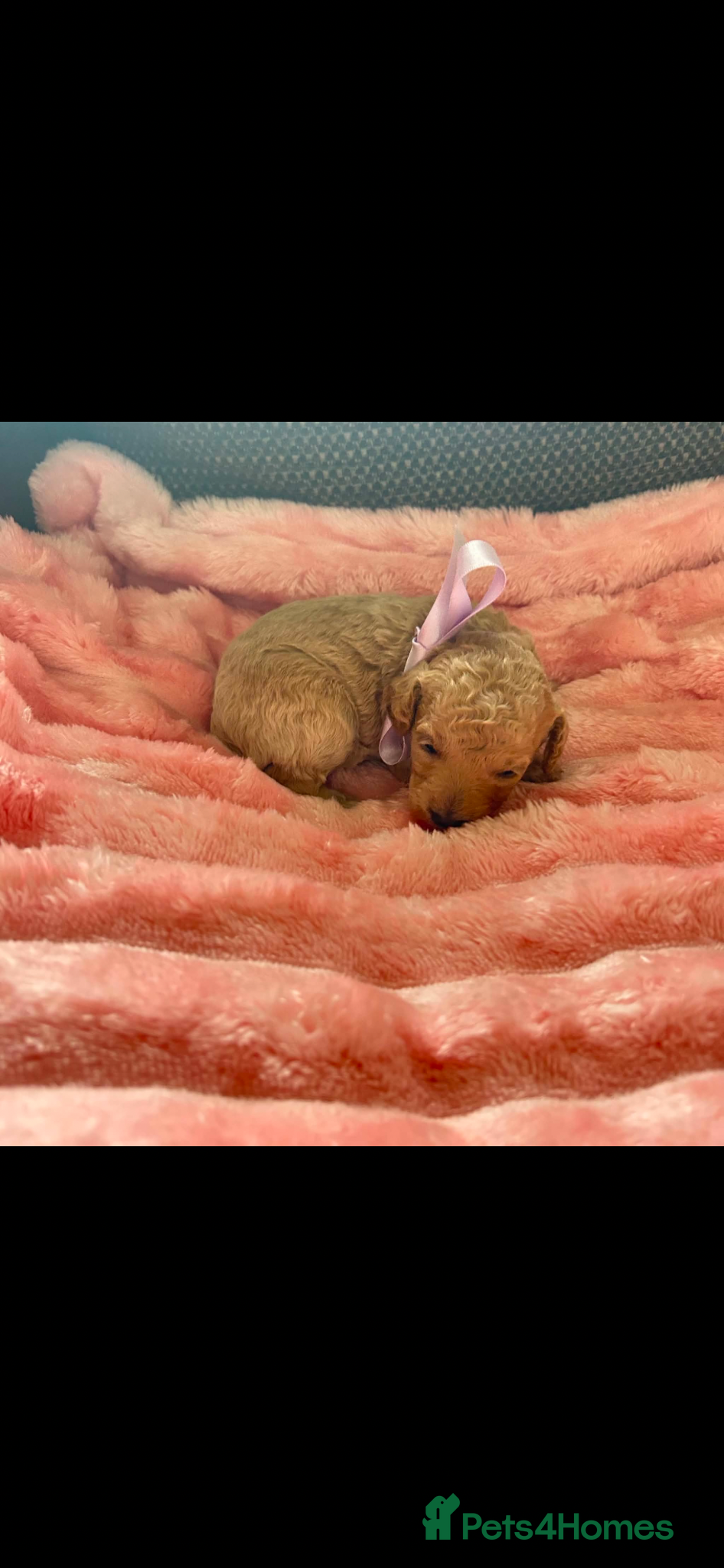 Miniature Poodle Puppy 3
