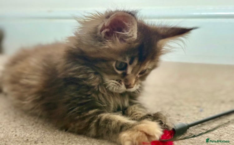 Maine Coon cats - Advert 4