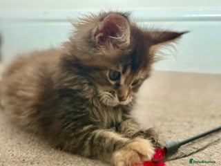 Maine Coon cats - Advert 5