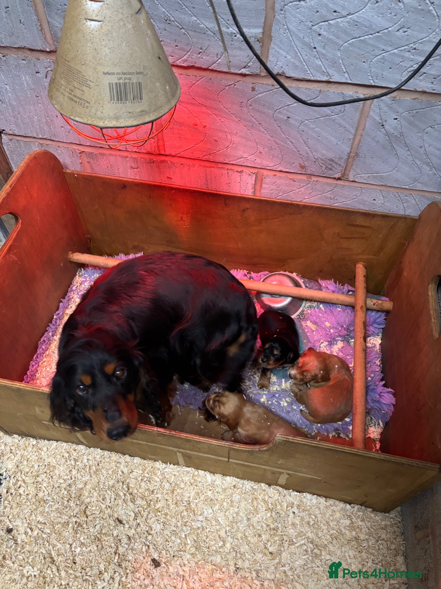 Cocker Spaniel dogs Champion Bred Working Cocker Spaniel Boys - Advert 1