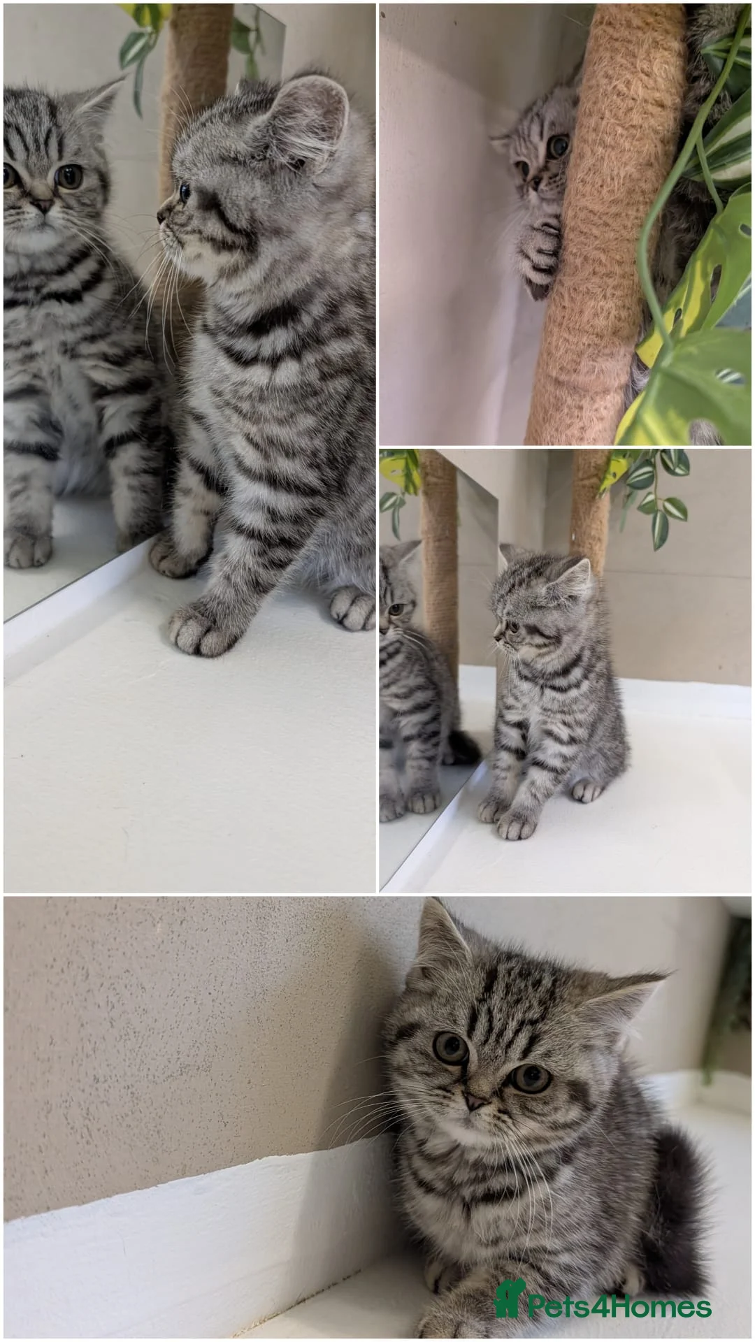 British Shorthair cats for sale: 🧸Last Handsome Teddy Bear available!🧸 - Advert 4