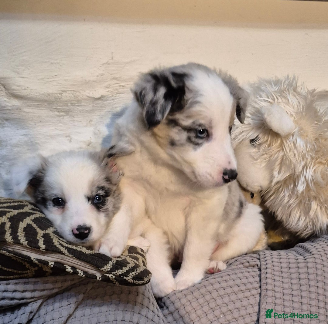 Border Collie dogs for sale: Blue Merles puppies  - Advert 9