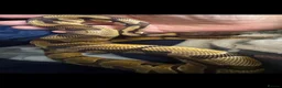 Python Snake reptiles for sale: Puzzle het pied snake for sale 1 year old  - Advert 2