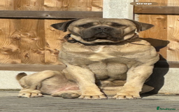 Cane Corso dogs for sale: cane corso puppy’s! - Image 5