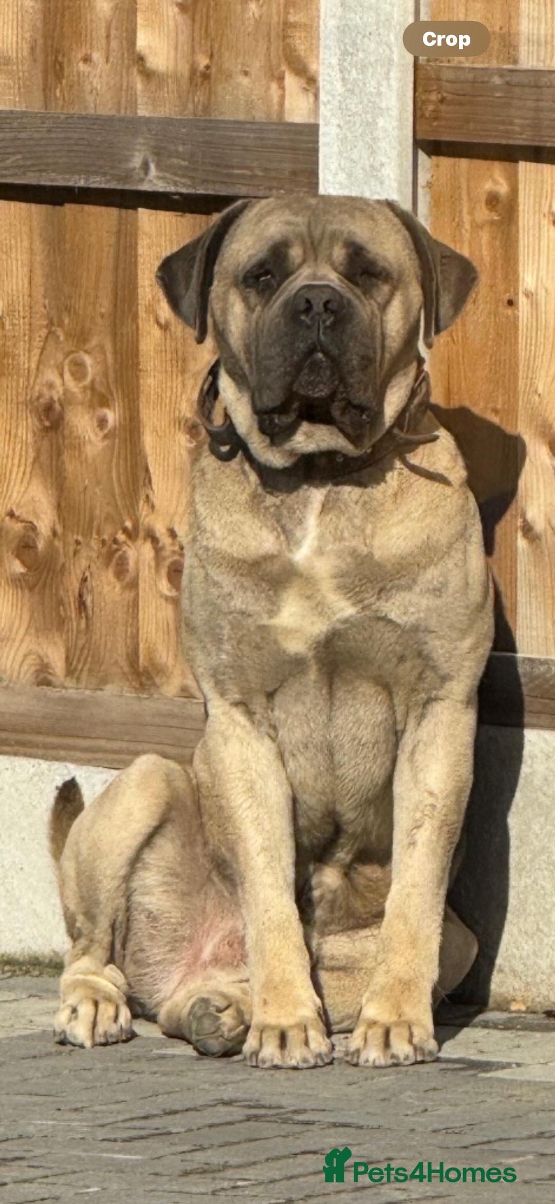 Cane Corso dogs for sale: cane corso puppy’s! - Image 5