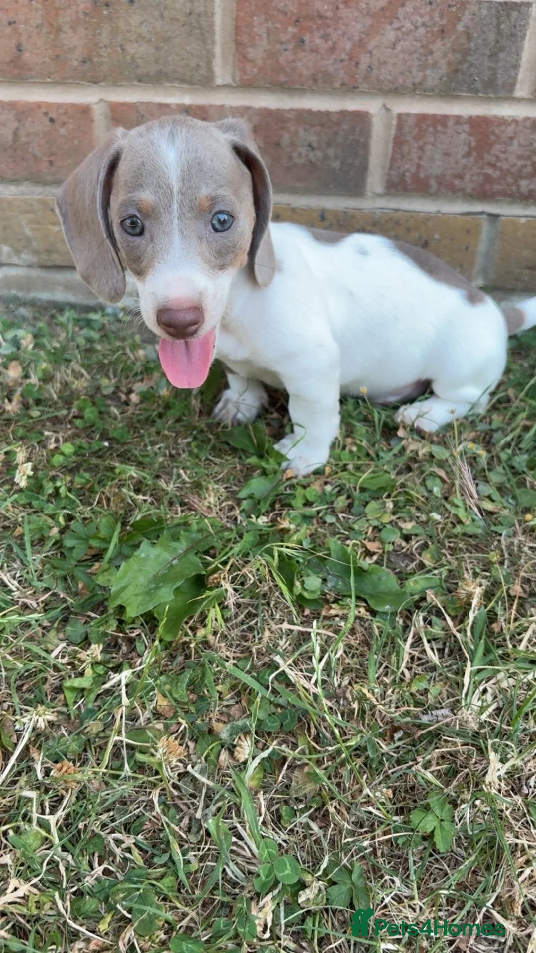 Miniature Dachshund dogs for sale: Short haired dachshunds  - Advert 2