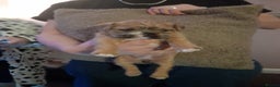 Mixed Breed dogs for sale: French bulldog cross shih tzu puppies. - Advert 6