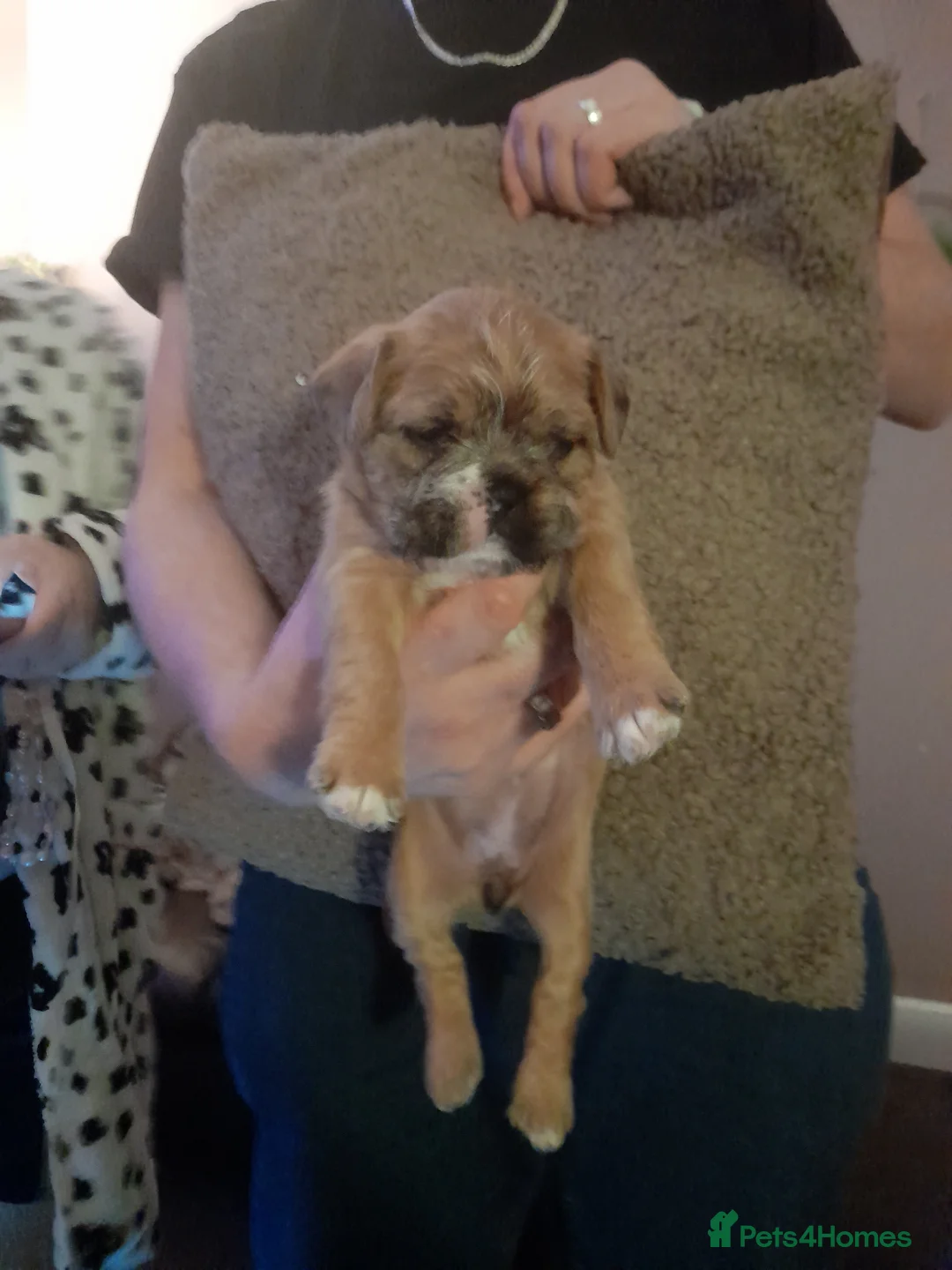 Mixed Breed dogs for sale: French bulldog cross shih tzu puppies. - Advert 6