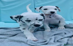 Dalmatian dogs for sale: Dalmatian puppies  - Image 27