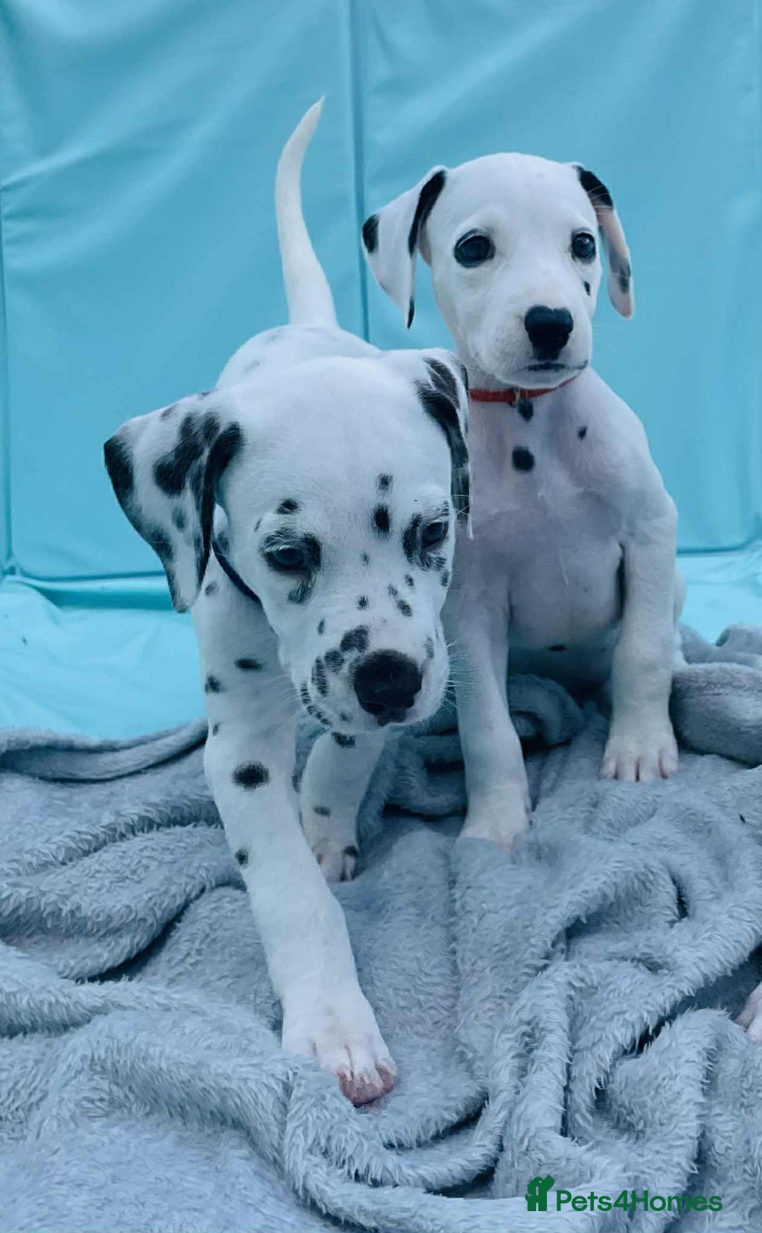 Dalmatian dogs for sale: Dalmatian puppies  - Image 27