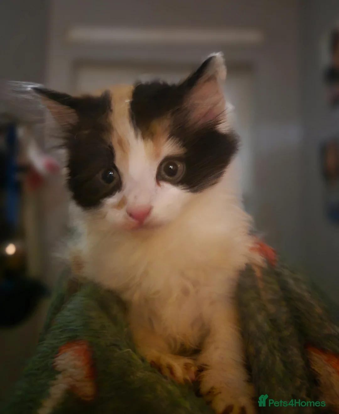 Mixed Breed cats for sale: British blue x Maine coon x domestic short hair  - Advert 2