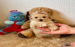 Poochon dogs for sale: Mini poochon  - Image 6