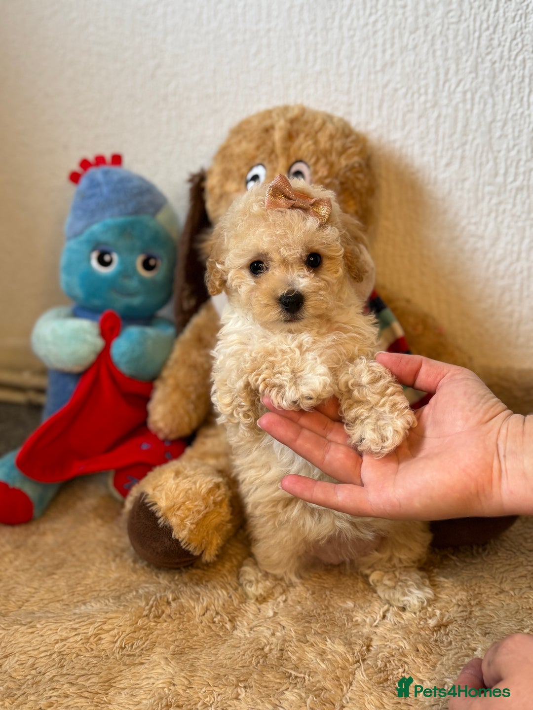 Poochon dogs for sale: Mini poochon  - Image 6