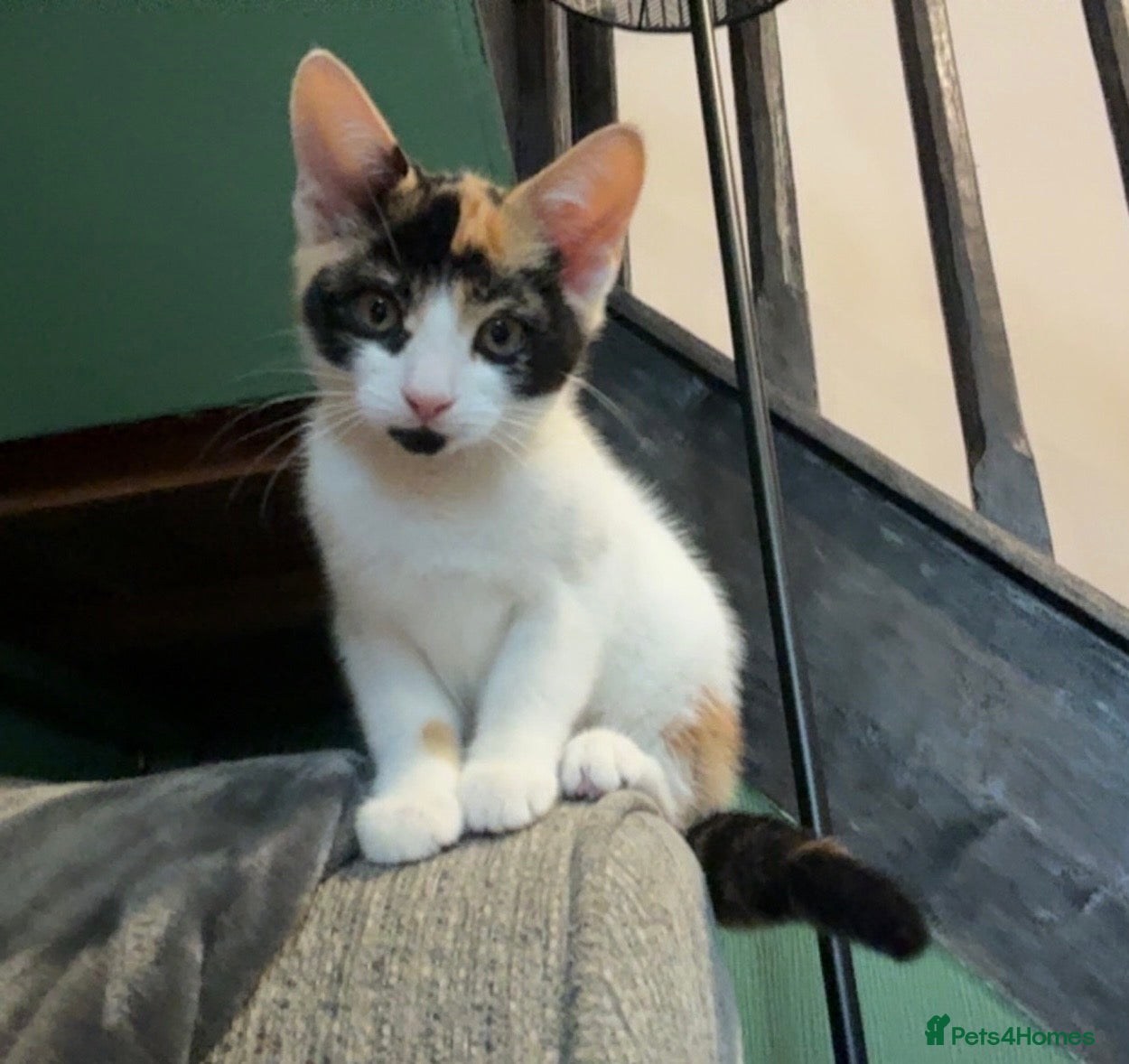 Mixed Breed cats Beautiful 15 week kitten - Advert 4