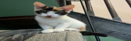 Mixed Breed cats for sale: Beautiful 15 week kitten - Advert 1