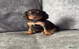 Cocker Spaniel dogs for sale: COCKER SPANIEL PUPPIES - Image 8