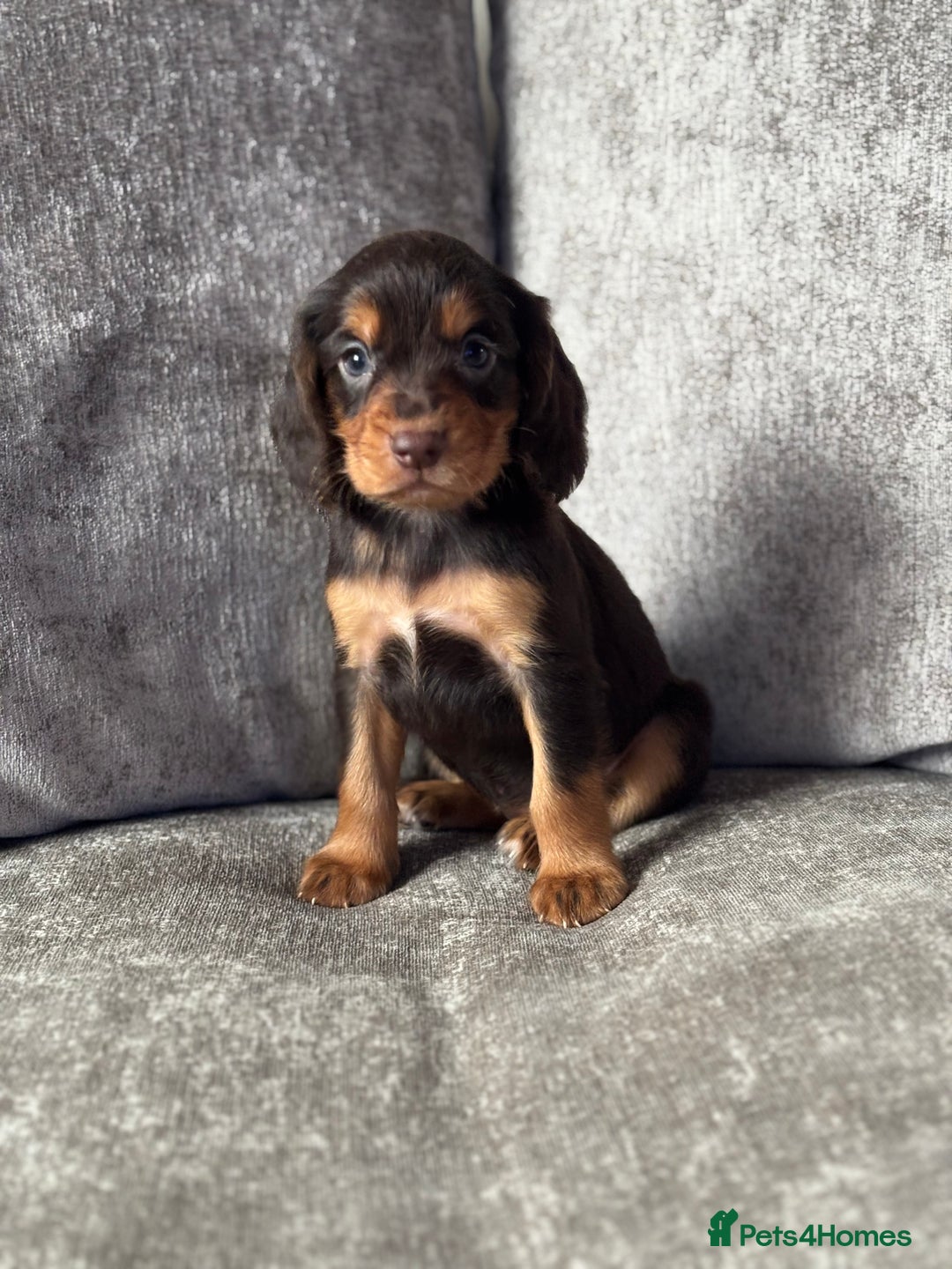 Cocker Spaniel dogs for sale: COCKER SPANIEL PUPPIES - Image 8