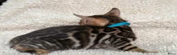 Bengal cats for sale: Bengal Kittens Looking for Loving Homes 🐾  - Advert 31