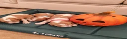 Cavalier King Charles Spaniel dogs for sale: Health tested kc reg Cavaliers - Advert 4