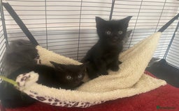 Mixed Breed cats for sale: Fantastic Farm Kittens ready now  - Image 10