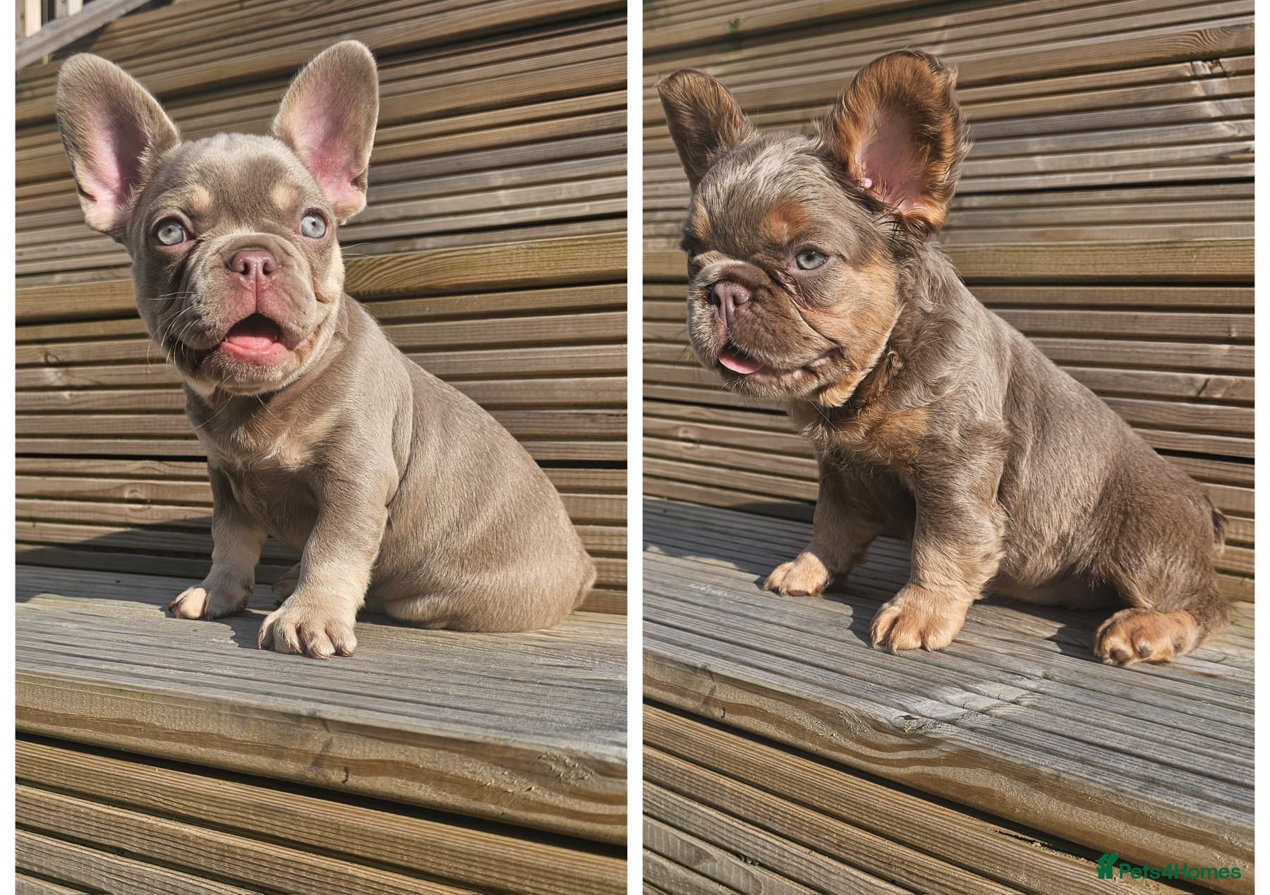 French Bulldog dogs French bulldog pups - Advert 7